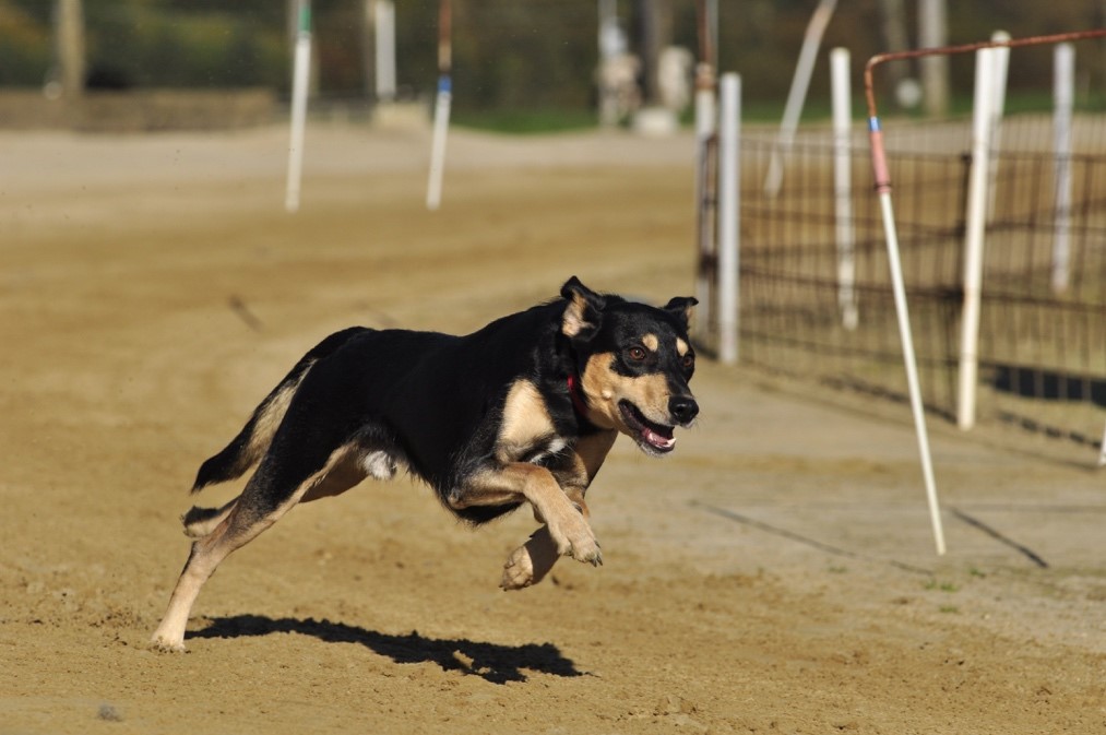 Beneficios del deporte para perros en un parque canino