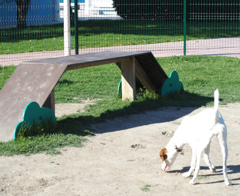 Mini Pasarela Circuito Agility mascotas perros can ejercicio saludes play