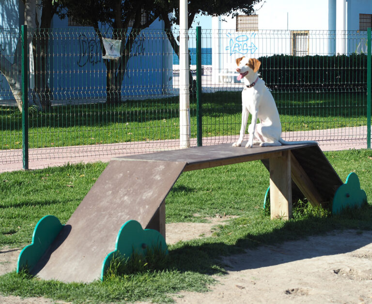 Mini Pasarela Circuito Agility mascotas perros can ejercicio saludes play
