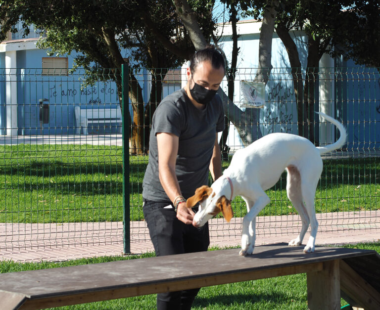 Mini Pasarela Circuito Agility mascotas perros can ejercicio saludes play