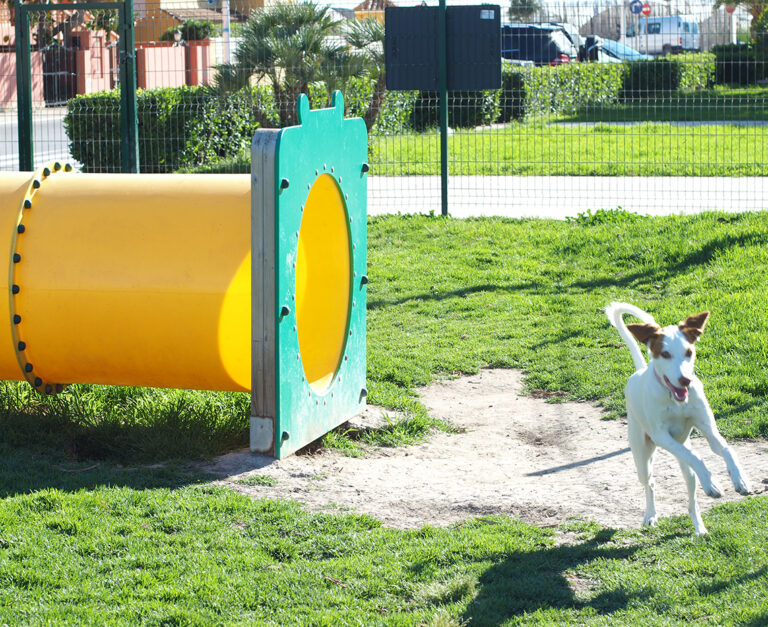 Tunel Circuito Agility mascotas perros can ejercicio saludes play
