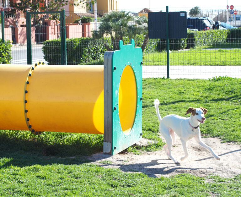 Tunel Circuito Agility mascotas perros can ejercicio saludes play