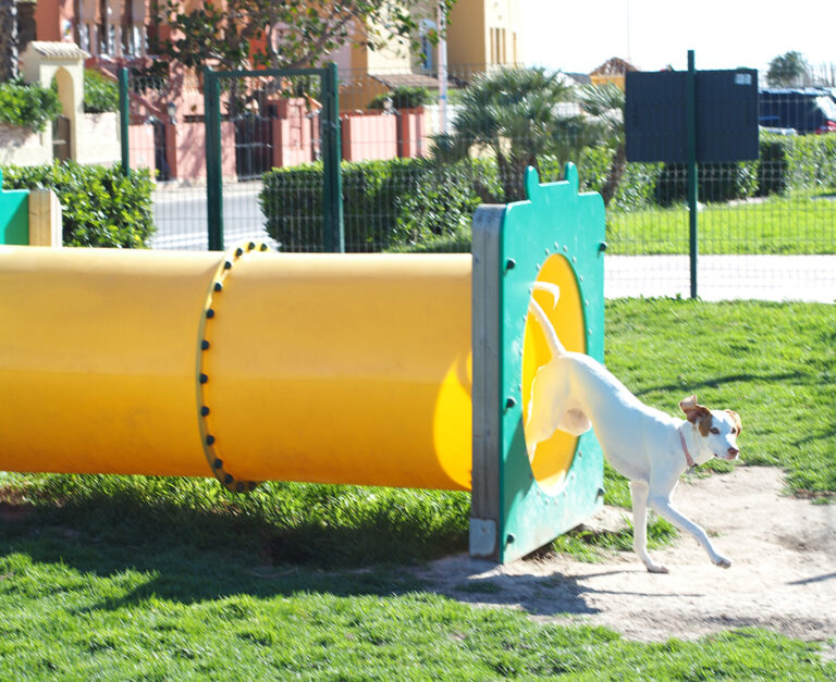 Tunel Circuito Agility mascotas perros can ejercicio saludes play